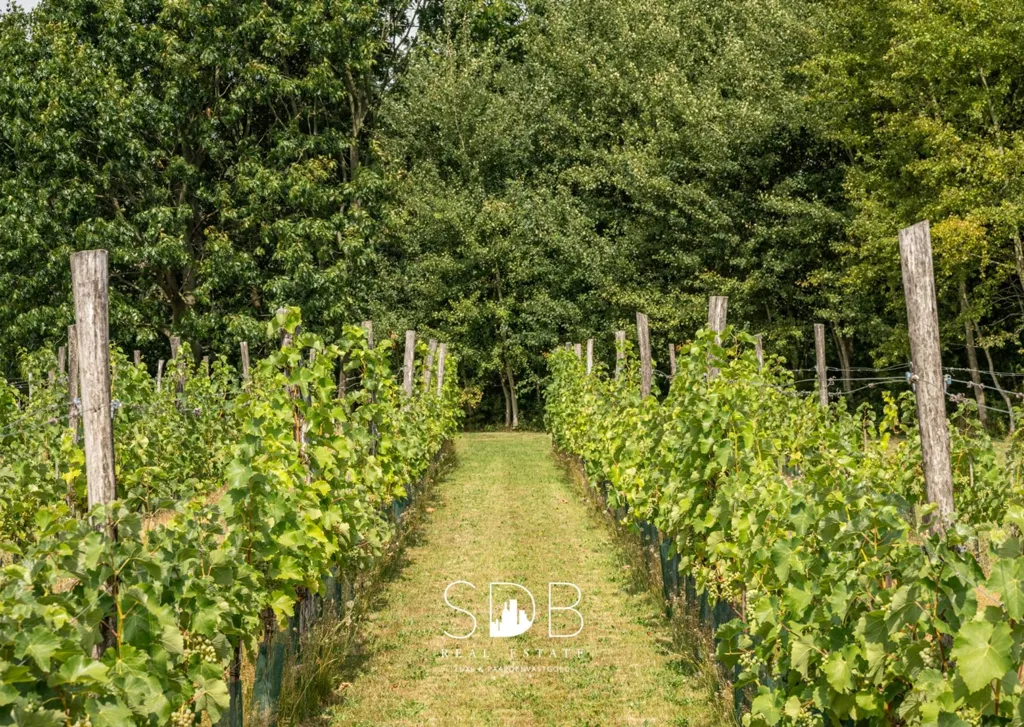 Aed - Contemporary House with Vineyard in Wachtebeke