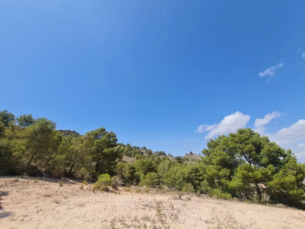 Rural Plot with Orchard Views in Yecla