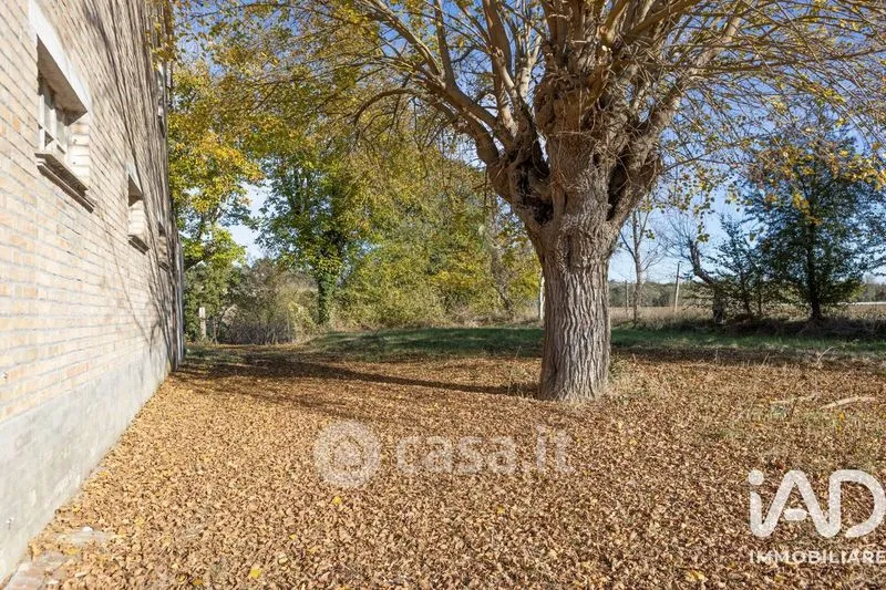 Giardino - Traditional Rustico with Olive Trees in Appignano