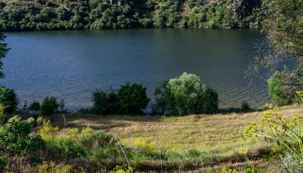 Vineyard with Riverfront in Douro Superior