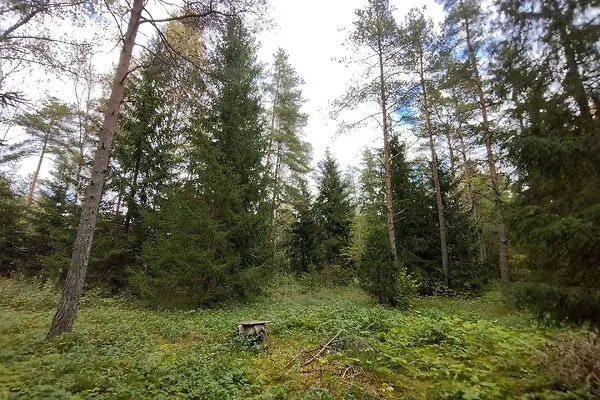 Aed - Country Plot with Forest Access in Koppelmaa