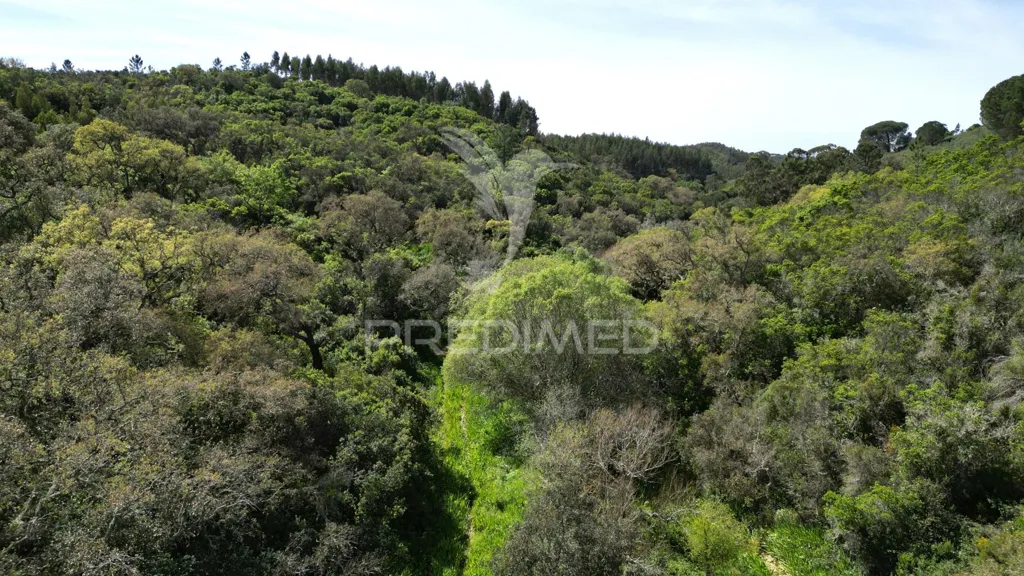Aed - Rustic Quinta with Ruin in Alentejo