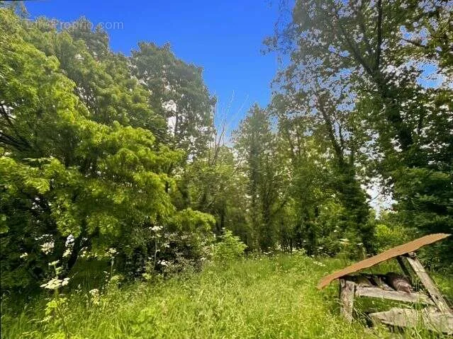 Jardin - Longère avec Piscine dans un Parc de 1,2 Hectare à Martigné-Ferchaud
