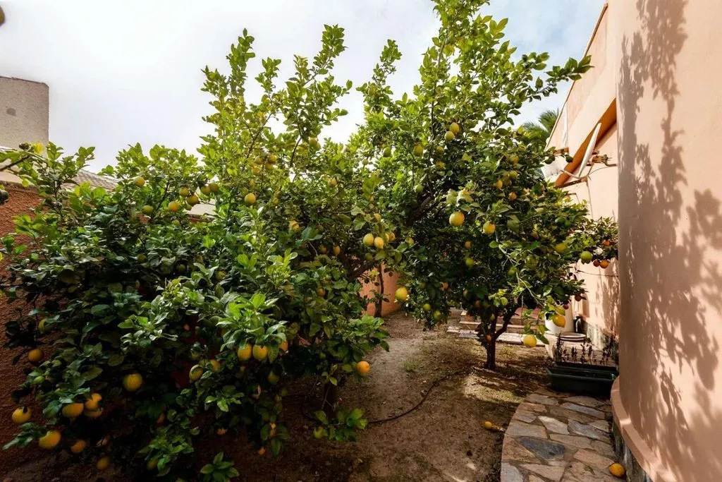 Garden - Luxury Villa with Private Pool in San Luis, Torrevieja