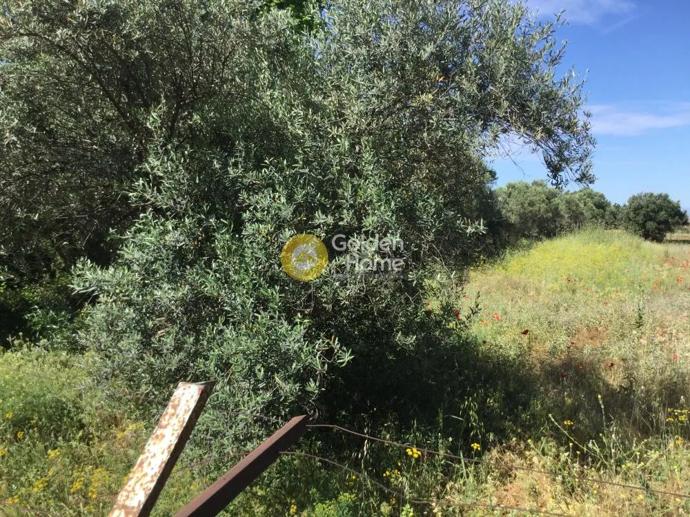 Aed - Plot for Villa with Olive Trees in Thermi Centre