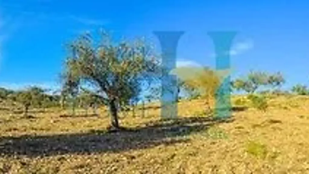 Garden - Villa with Olive Grove in Noto