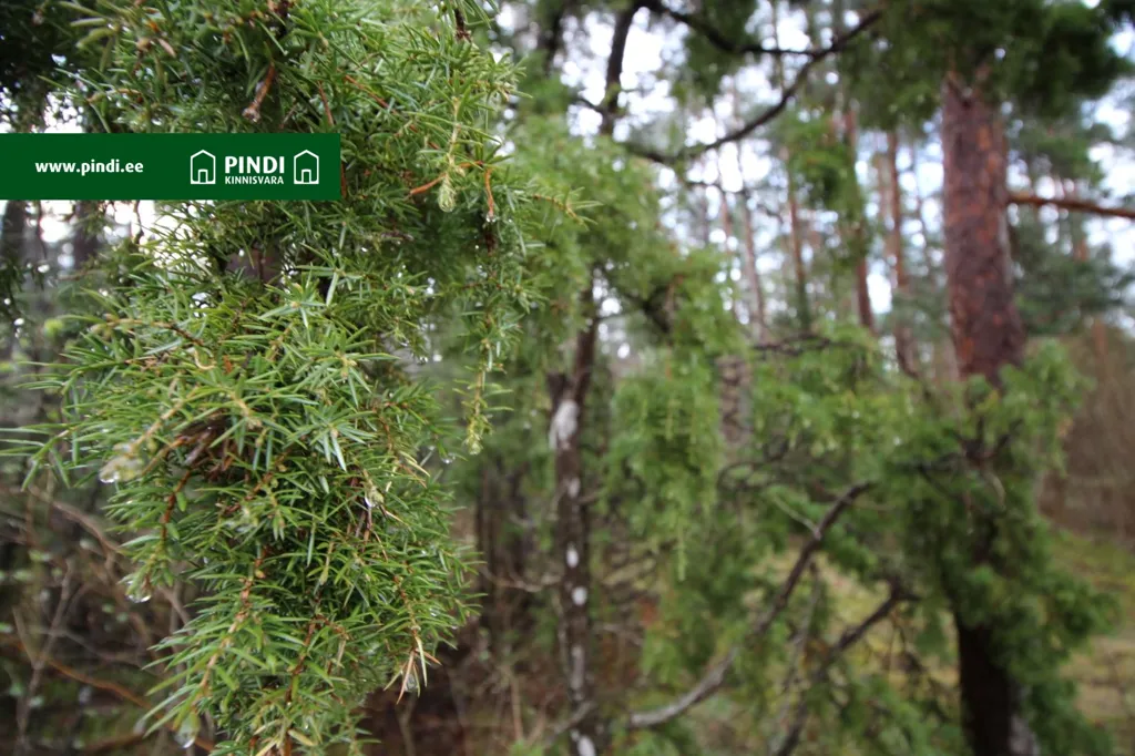 Aed - Building Land with Development Potential in Vahtrepa, Hiiumaa