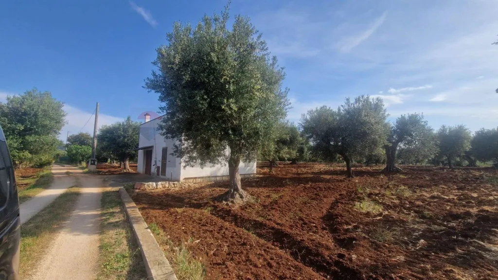 Aed - Rural Building with Olive Grove in Monopoli