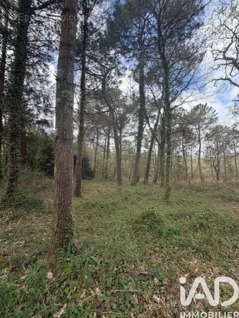 Aed - Forest Domain near Plouhinec Coast