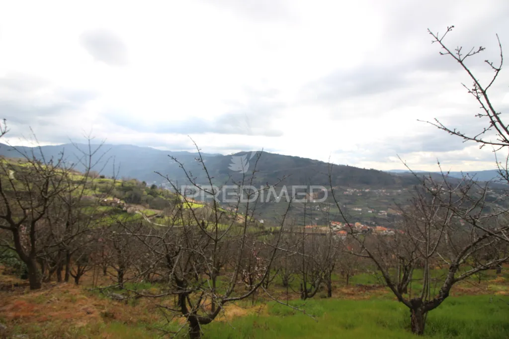 Jardin - Douro Vineyard with Water Source in Resende