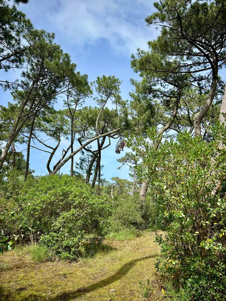 Aed - Constructible Plot with Ocean View on Cap Ferret