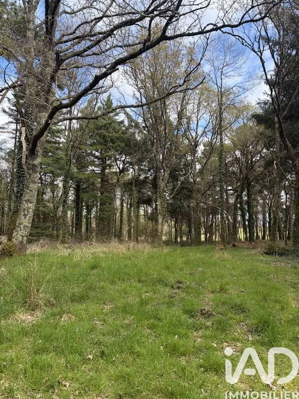 Aed - Forest Domain near Plouhinec Coast