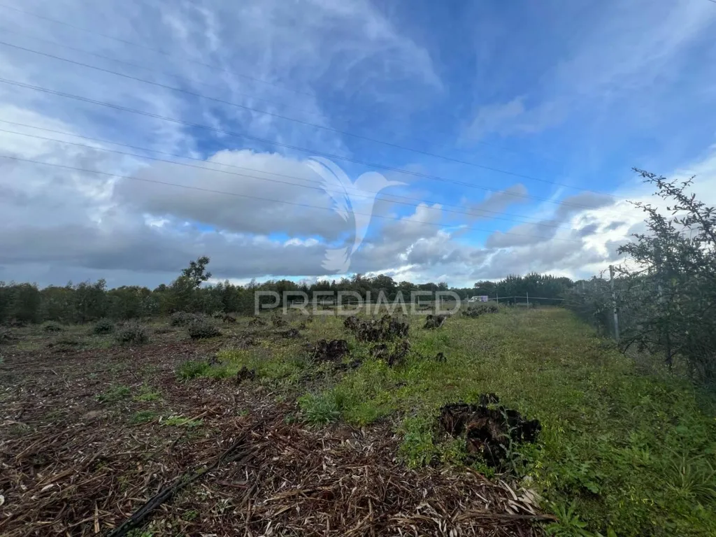 Jardin - Rustic Land with Eucalyptus in Palmela