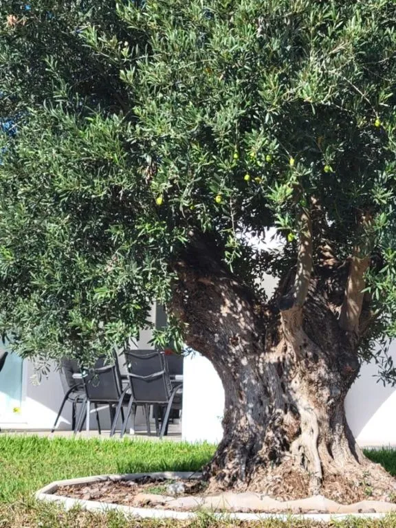Jardin - Luxury Villa with Pool in Calpe