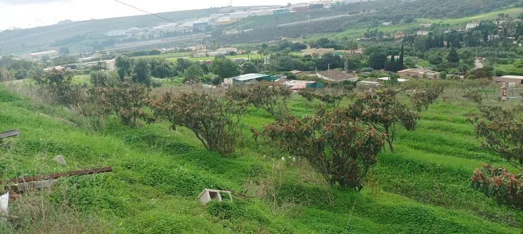 Jardin - Rustic Plot with Fruit Trees in Estepona