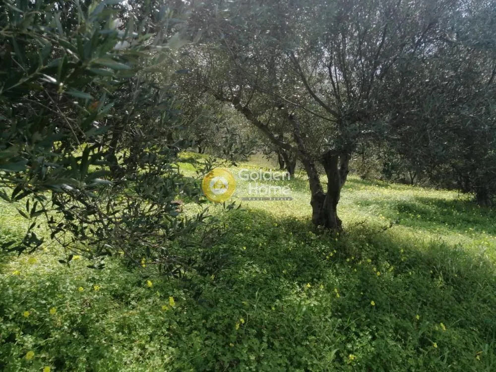 Aed - Agricultural Plot with Olive Trees in Temenos Centre