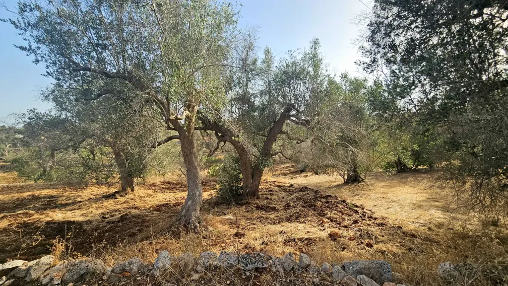 Jardin - Trullo with Olive Grove in Carovigno