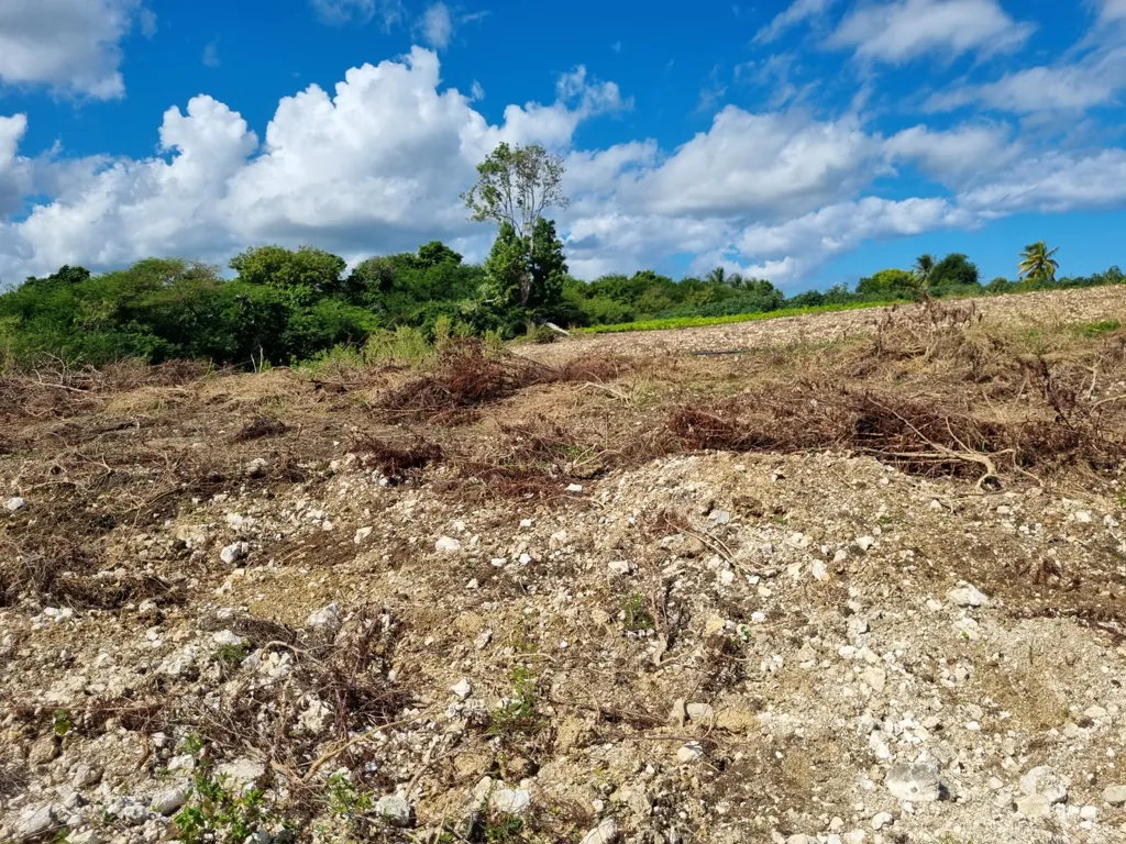 Jardin - Terrain Viabilisé dans Lotissement à Saint-François