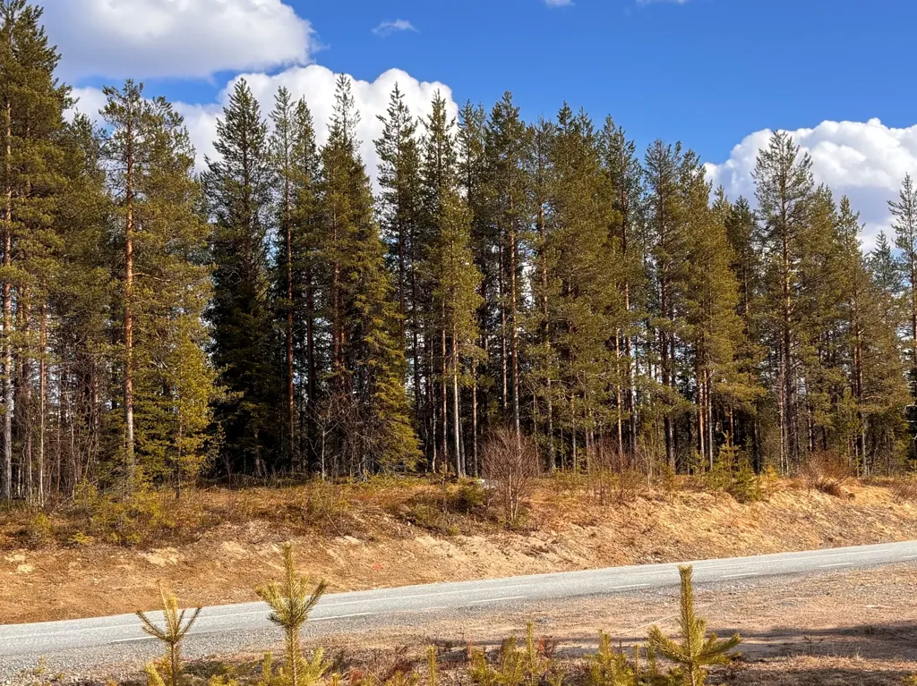 Aed - Forest Property with Development Potential in Gällivare