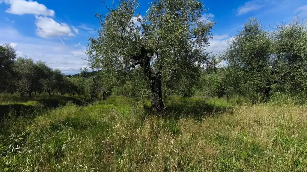 Jardin - Rustic Villa with Garden in Palaia