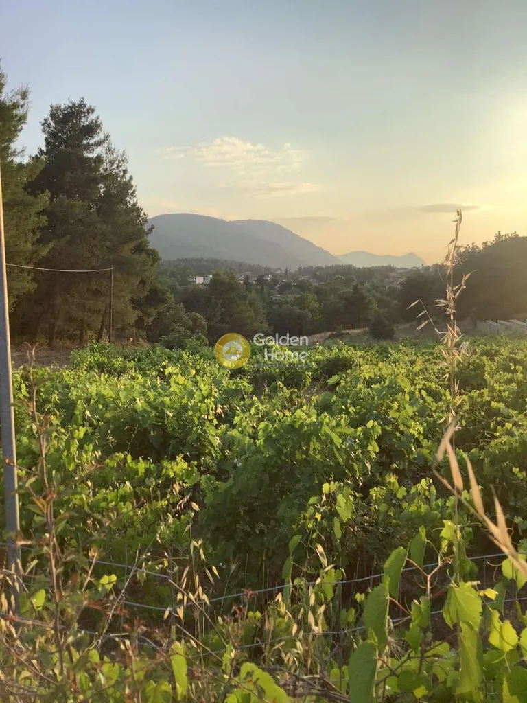Aed - Agricultural Plot with Panoramic View in Markopoulo, Attica