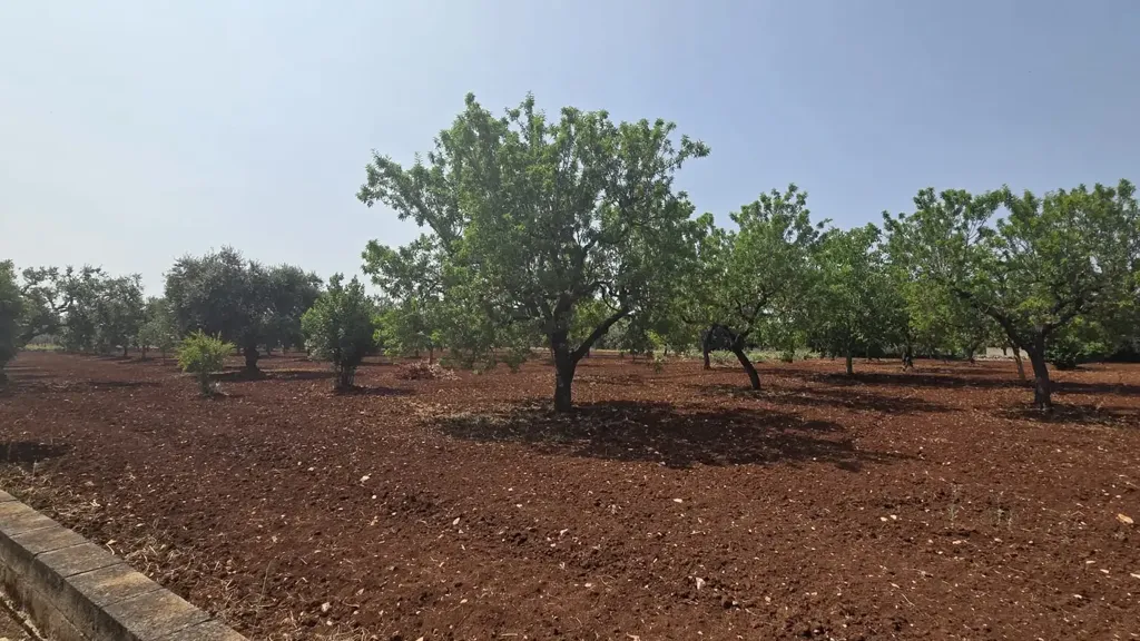 Garden - Trullo Complex for Renovation in Ostuni