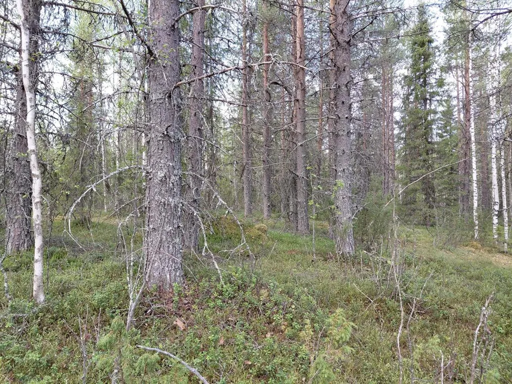 Jardin - Cottage with Lake View in Kuusamo