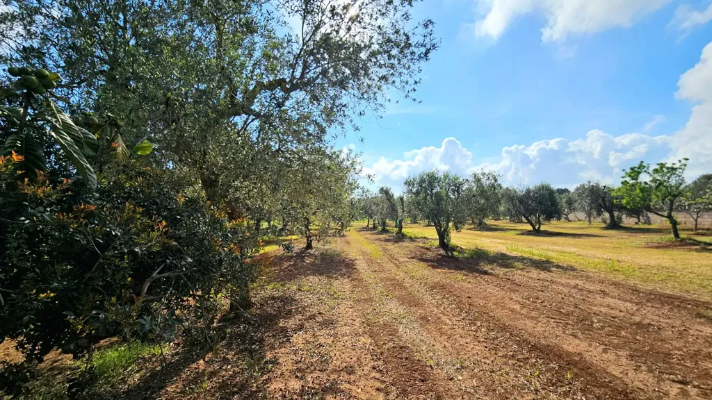 Jardin - Villa with Olive Grove near Carovigno