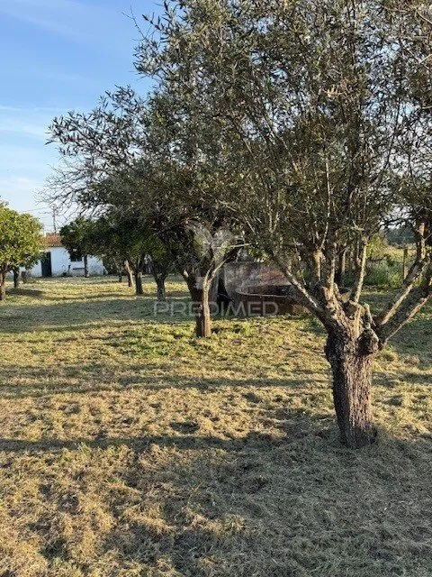 Jardin - Detached House with Fruit Trees in Água Derramada
