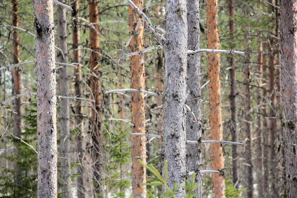 Forest Farm with Hunting in Kangos