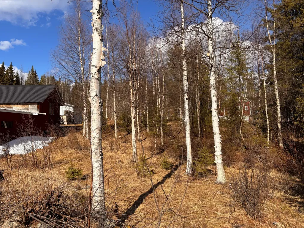 Aed - Forest Property with Development Potential in Gällivare