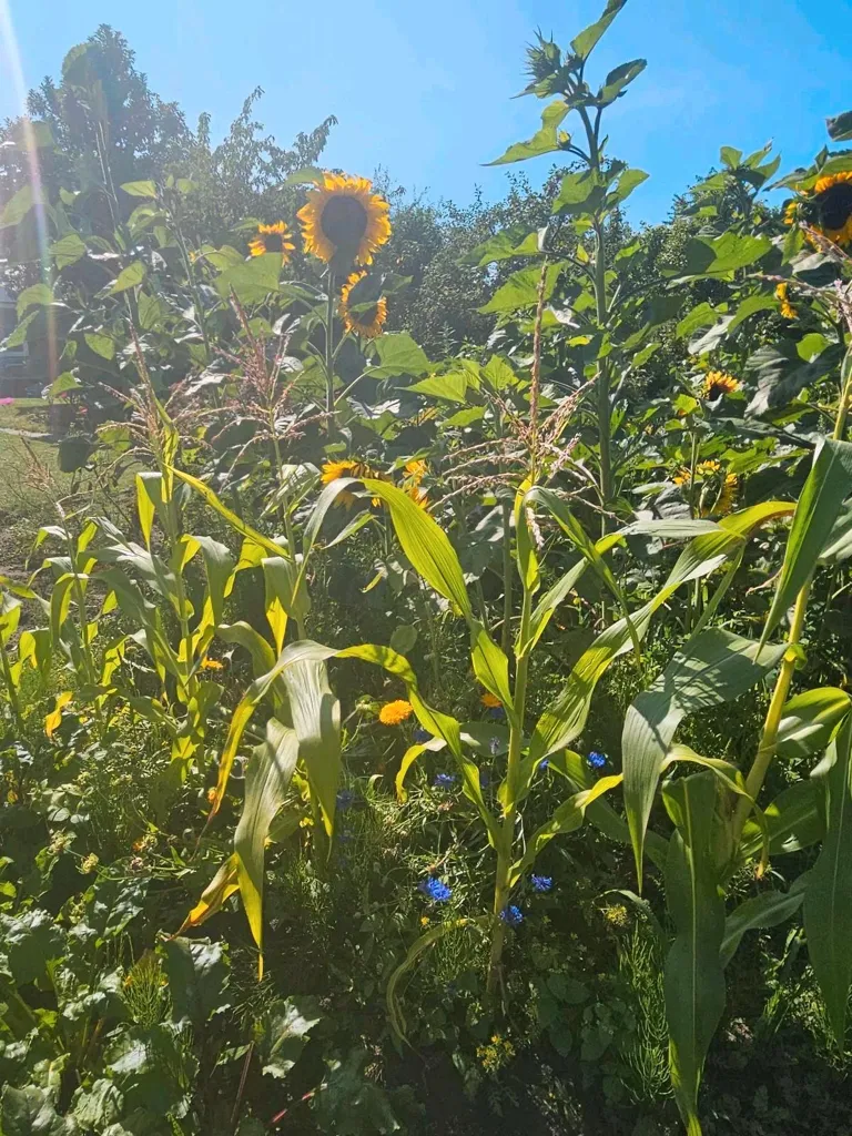 Garten - Garten mit Holzhäuschen im Grünen