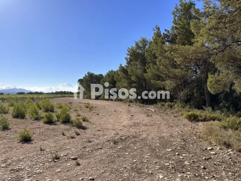 Jardin - Historic Finca with Vineyards in Requena