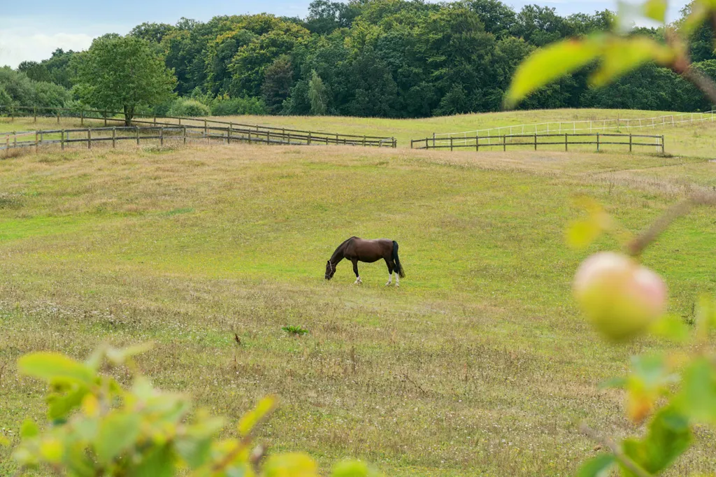 Aed - Villa with Equestrian Facilities in Hillerød