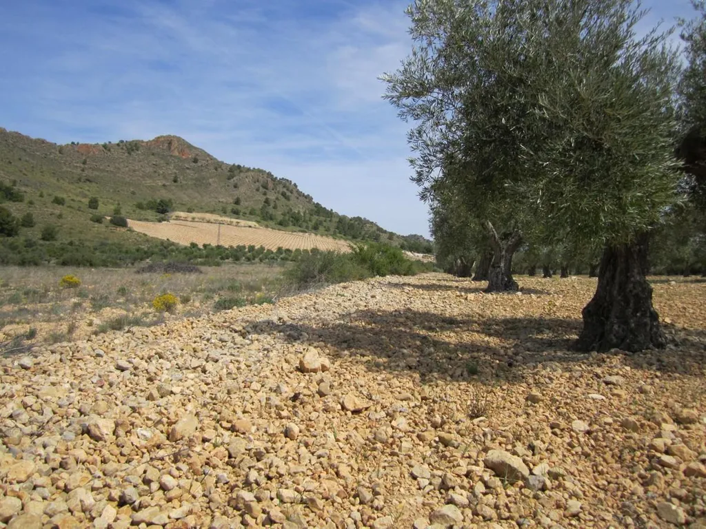 Jardin - Agricultural Plot in Rural Yecla