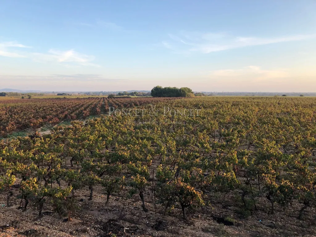 Aed - Vineyard Estate with Pool near Agde