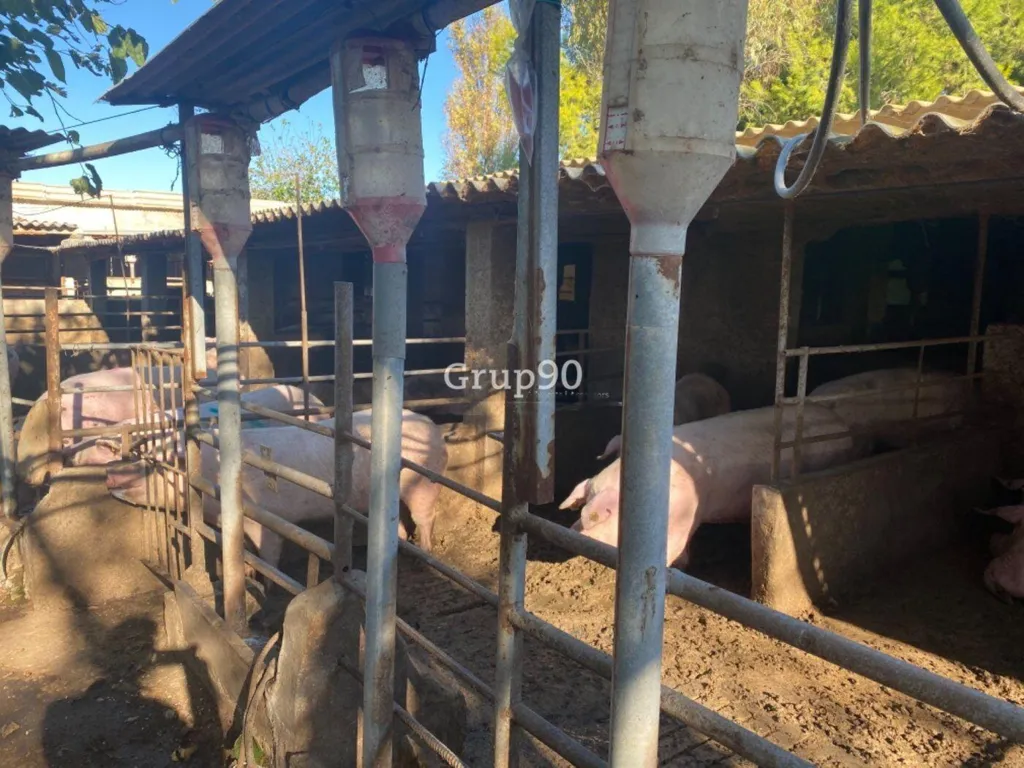Jardin - Pig Farm with Cultivation in Cabanes