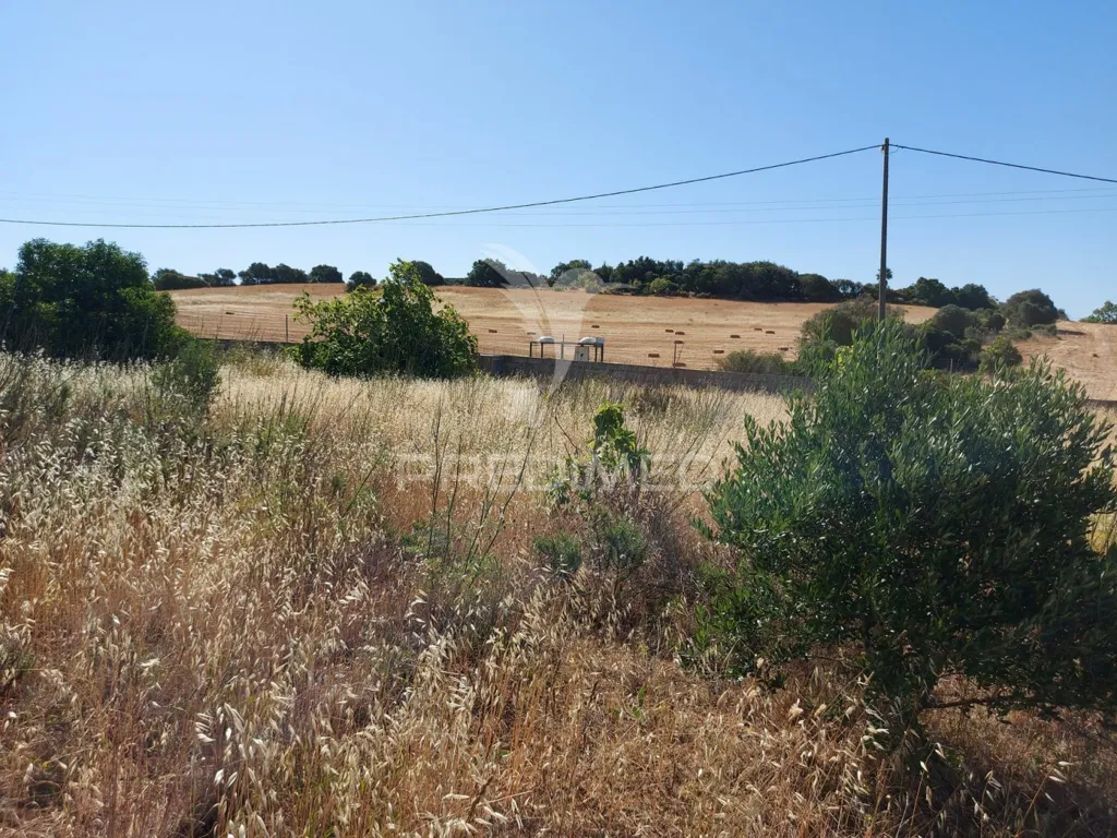 Aed - Delimited Land with Fruit Trees near Lagos