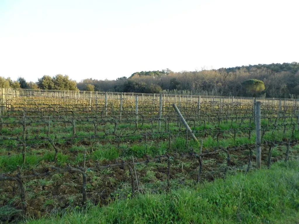 Garden - Vineyard Estate with Olive Grove in Suvereto