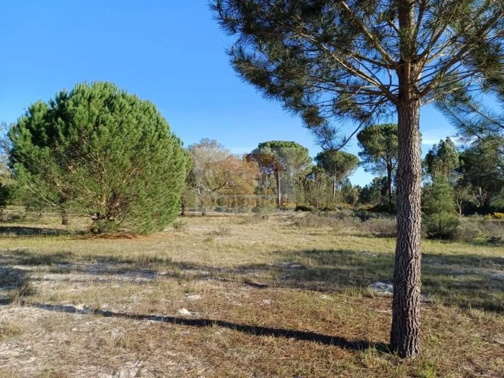 Jardin - Land with Pine Trees near Grândola