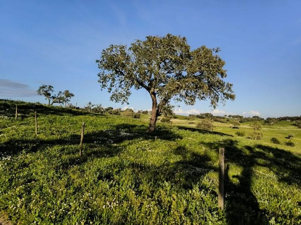 Aed - Luxury Farmhouse with Development Potential in Alentejo