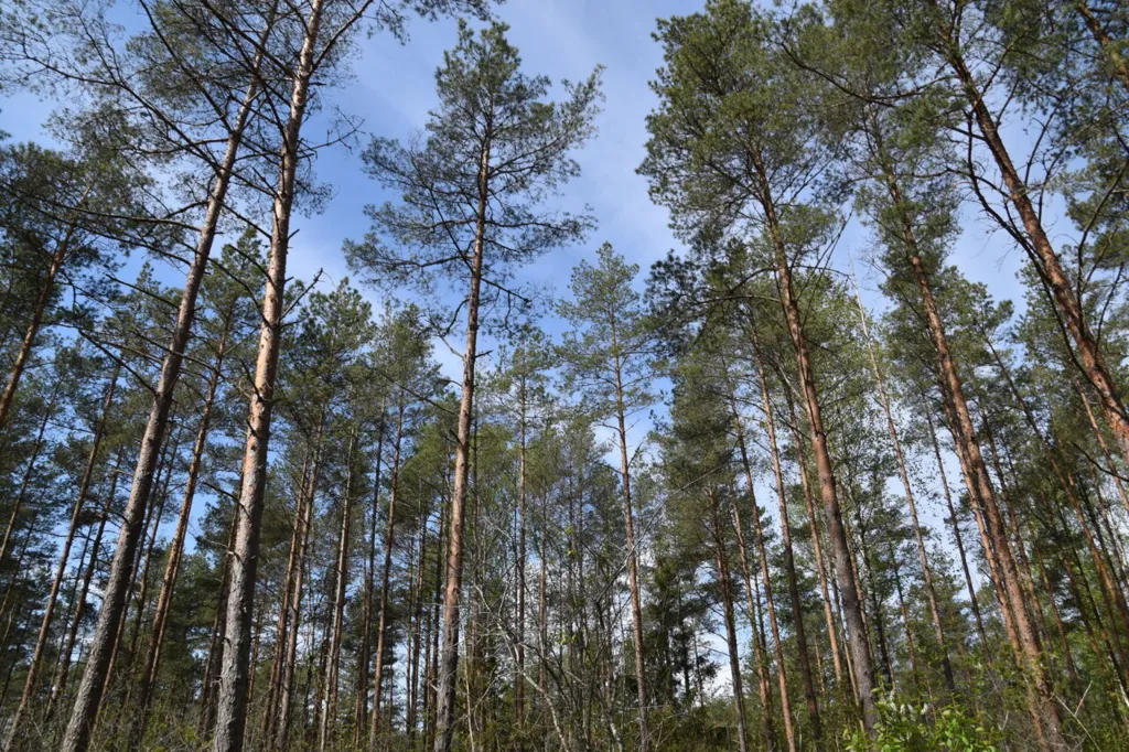 Jardin - Forested Land with Access Road in Väike-Võhma, Saaremaa