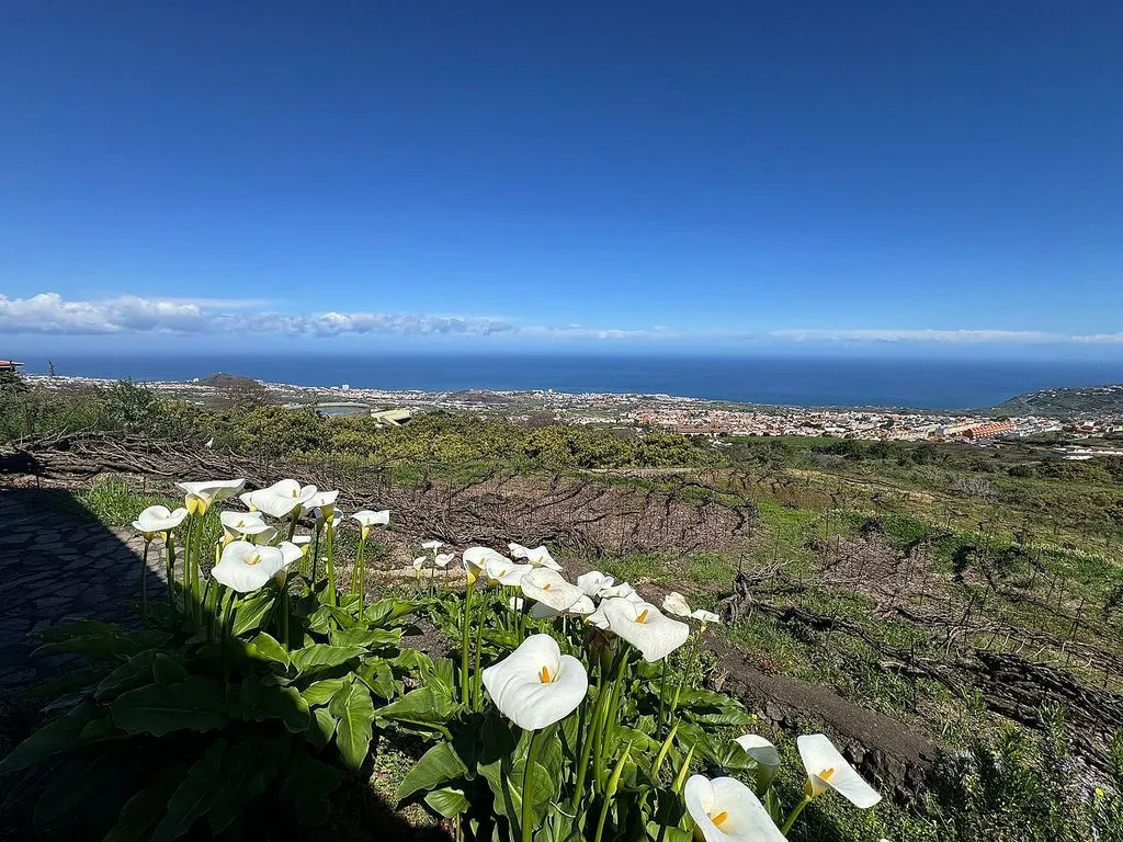 Aed - Rustic Finca with Garden in Orotava Valley