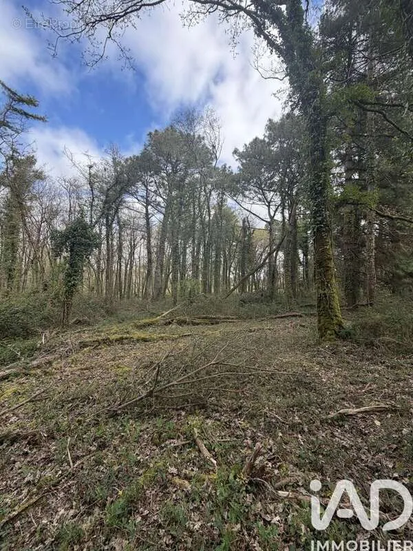 Aed - Forest Domain near Plouhinec Coast