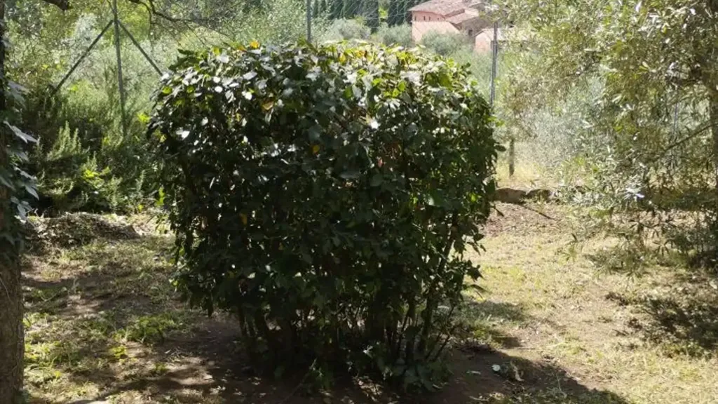 Giardino - Panoramic Apartment with Garden in Settignano, Florence