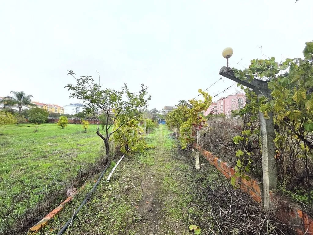 garden