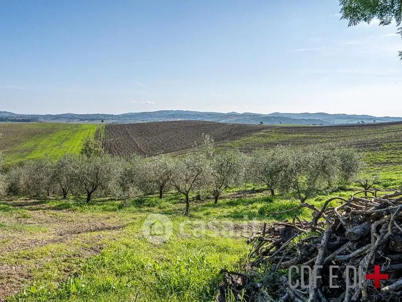 Garden - Rustic Casale with Panoramic Views in Scansano