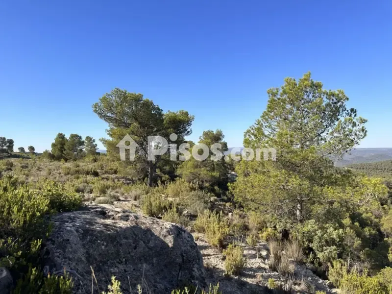 Historic Finca with Vineyards in Requena