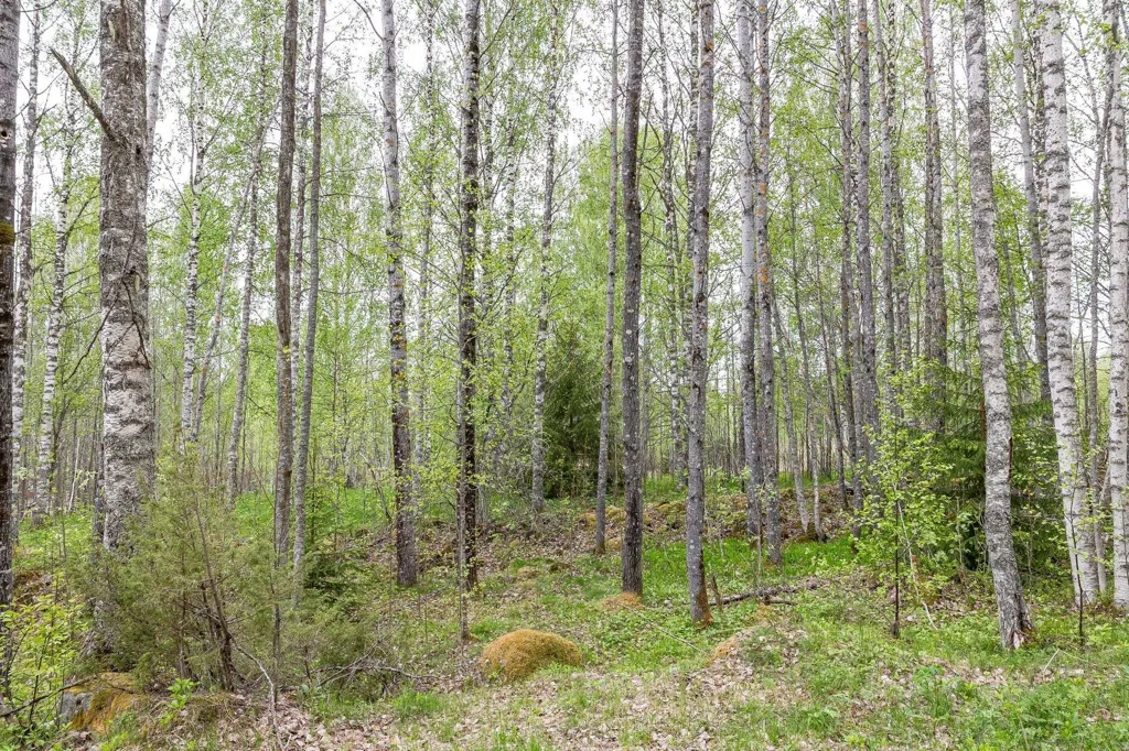 Jardin - Forest Property with Timber in Ljusdal