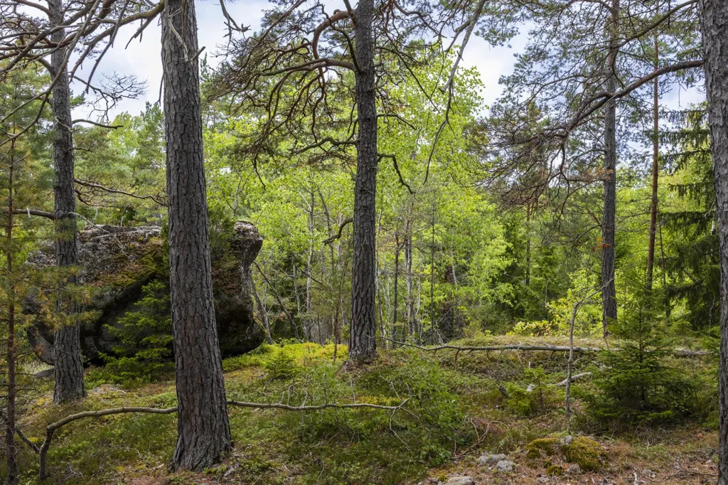 Aed - Plot with Forest View in Södertälje